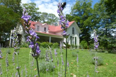 Lavender Cottage